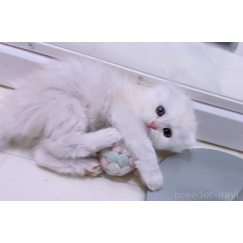 販売中の京都府のマンチカン-131200の2枚目