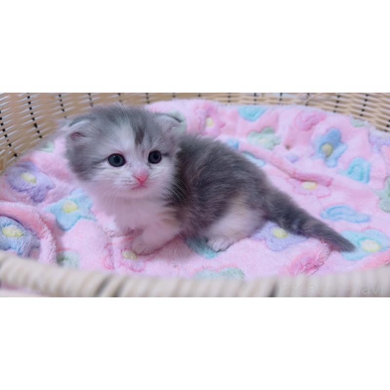 販売中の京都府のマンチカン-131201の9枚目