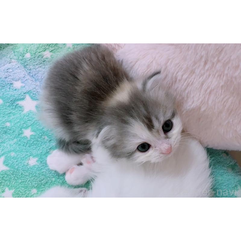 販売中の京都府のマンチカン-131201の7枚目