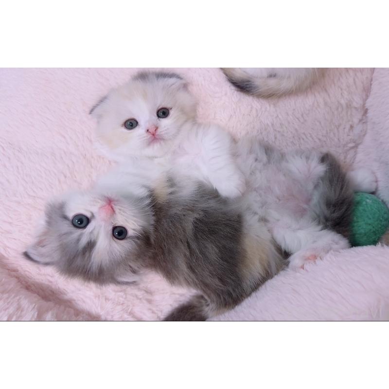 販売中の京都府のマンチカン-131201の6枚目