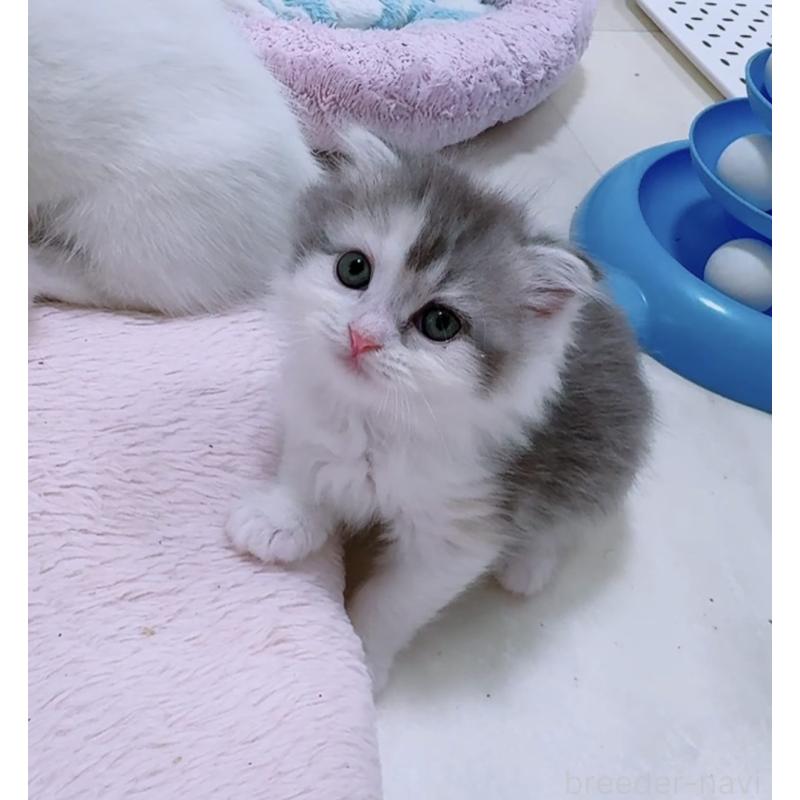 販売中の京都府のマンチカン-131201の5枚目