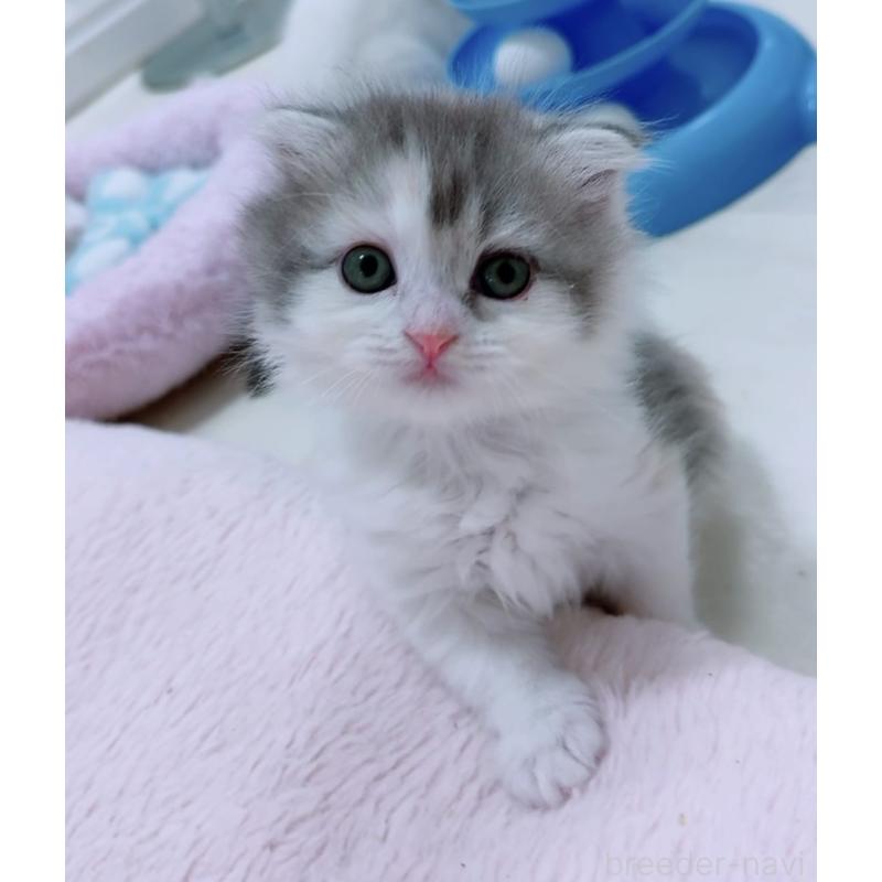 販売中の京都府のマンチカン-131201の4枚目