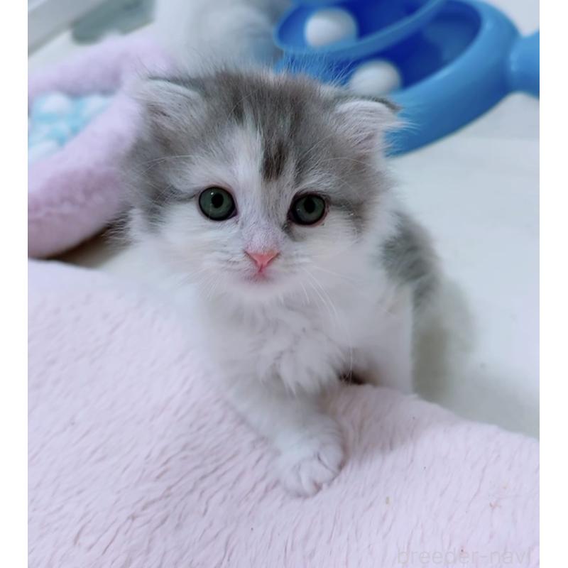 販売中の京都府のマンチカン-131201の3枚目