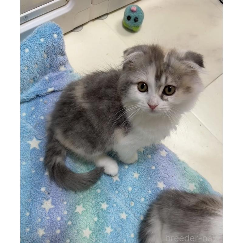 販売中の京都府のマンチカン-131201の2枚目