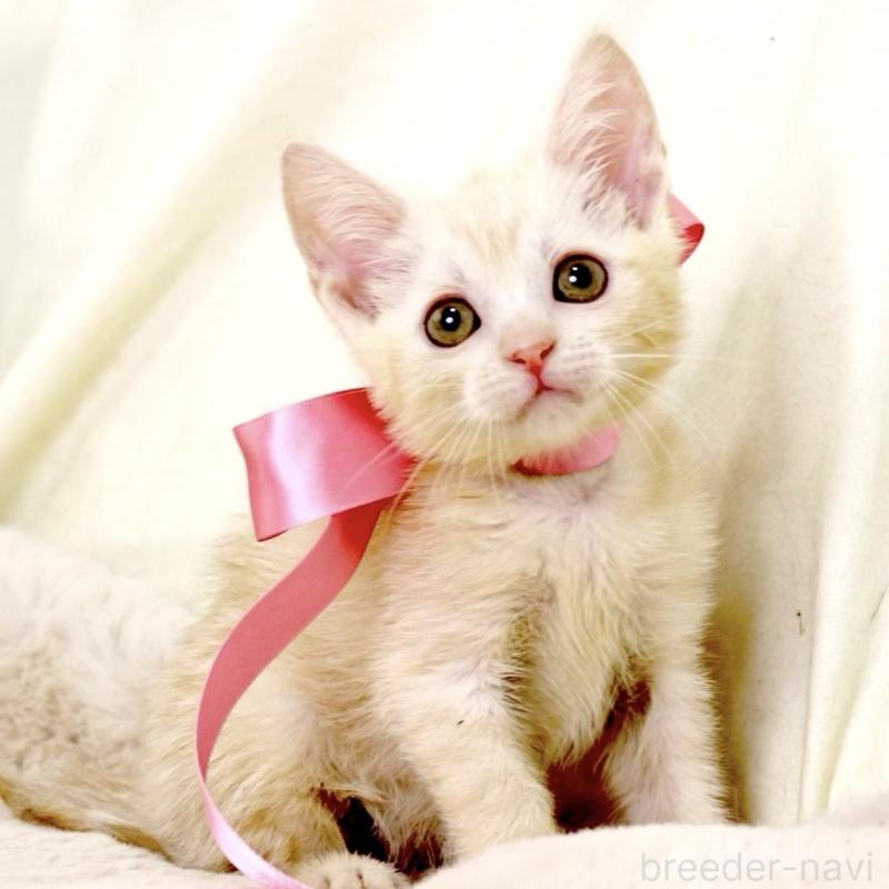 販売中の栃木県のマンチカン-131202の9枚目