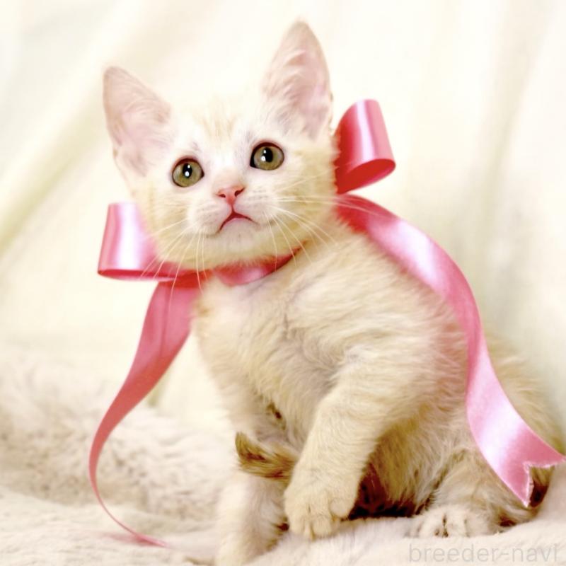 販売中の栃木県のマンチカン-131202の8枚目