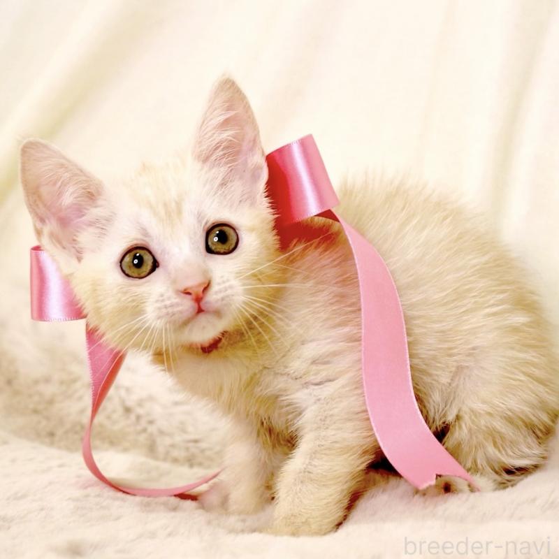 販売中の栃木県のマンチカン-131202の7枚目