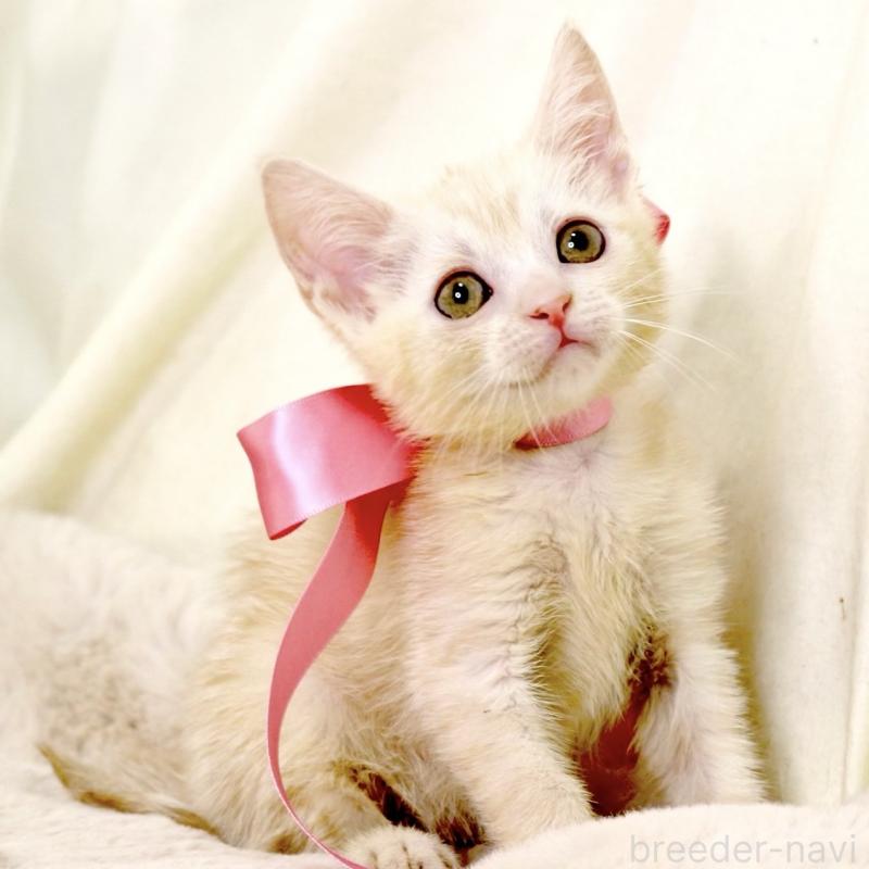 販売中の栃木県のマンチカン-131202の6枚目