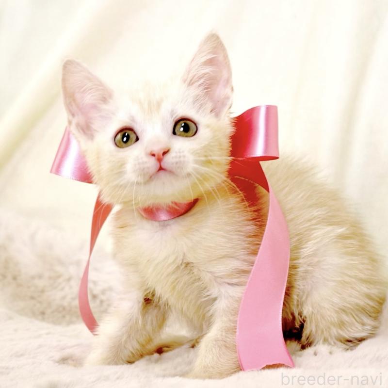 販売中の栃木県のマンチカン-131202の5枚目