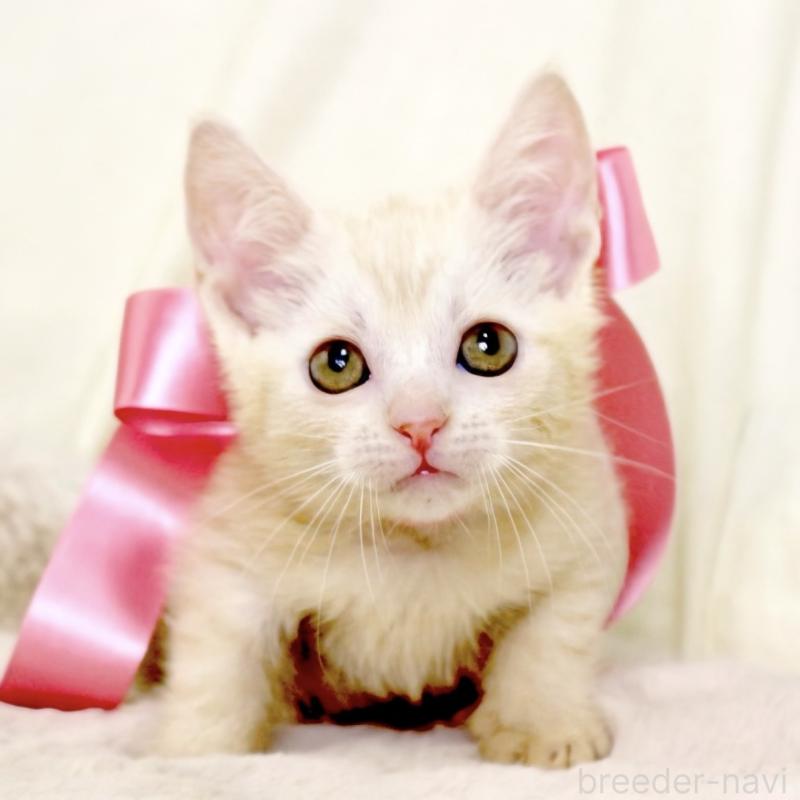 販売中の栃木県のマンチカン-131202の3枚目