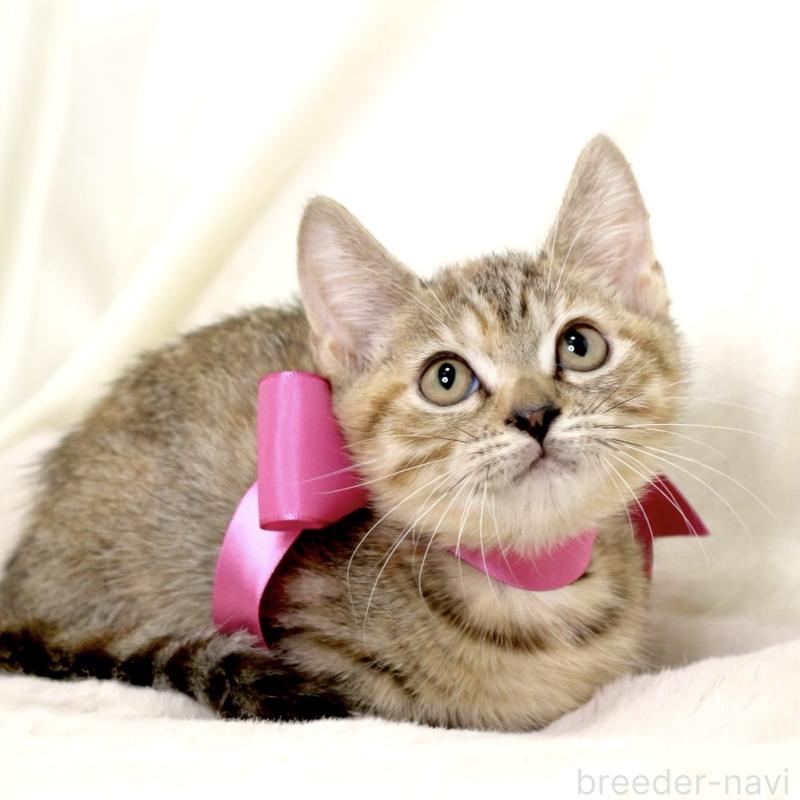 販売中の栃木県のジェネッタ-131203の10枚目