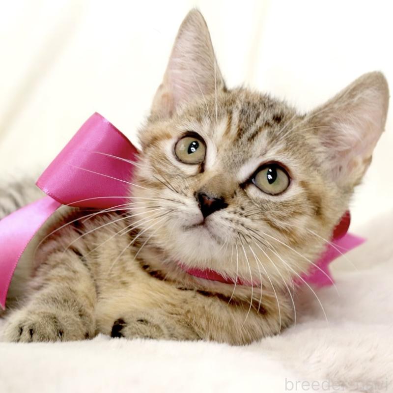 販売中の栃木県のジェネッタ-131203の9枚目