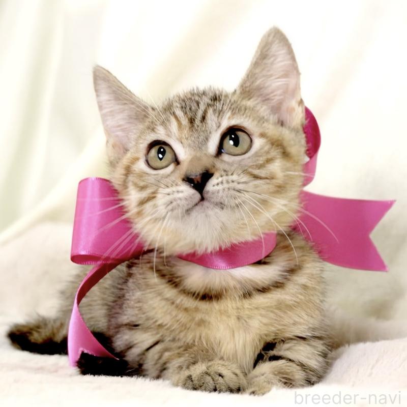 販売中の栃木県のジェネッタ-131203の8枚目