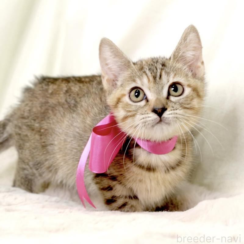 販売中の栃木県のジェネッタ-131203の7枚目