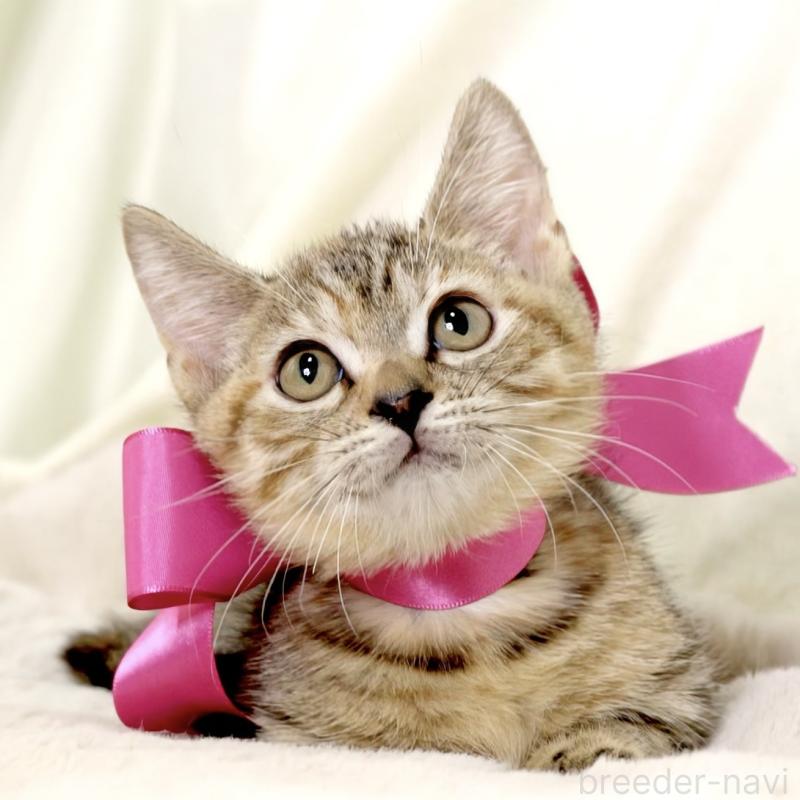 販売中の栃木県のジェネッタ-131203の6枚目