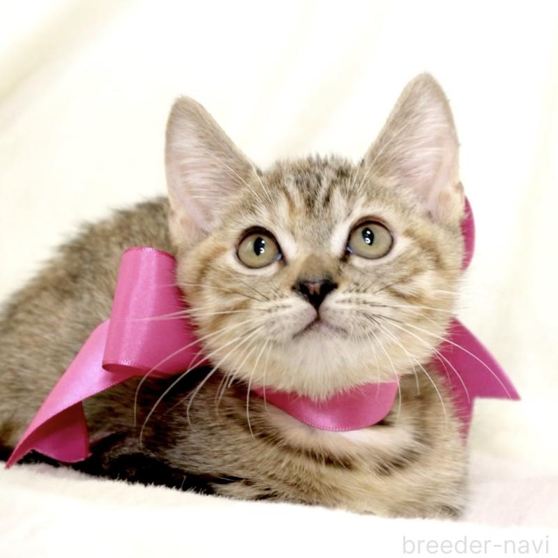 販売中の栃木県のジェネッタ-131203の4枚目