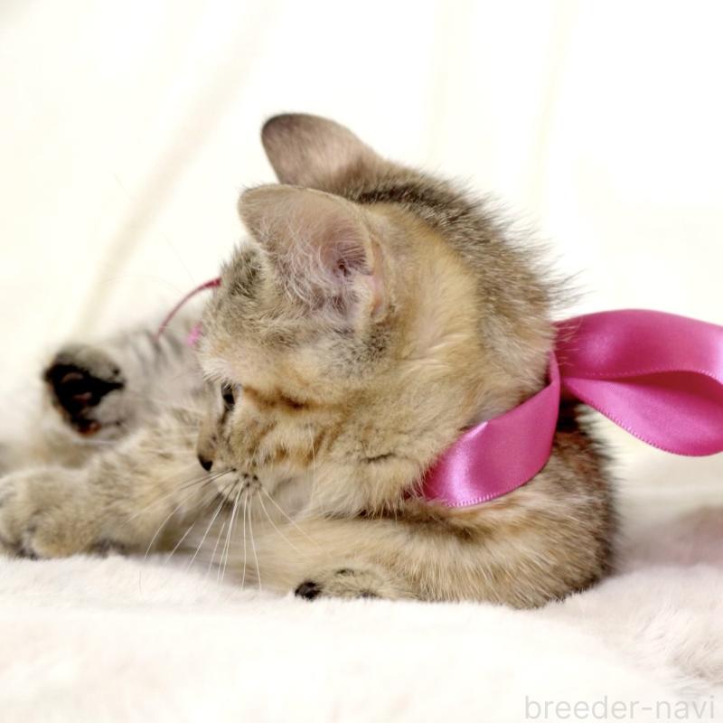 販売中の栃木県のジェネッタ-131203の3枚目