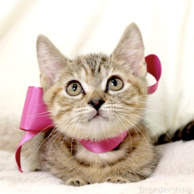 販売中の栃木県のジェネッタ-131203の2枚目