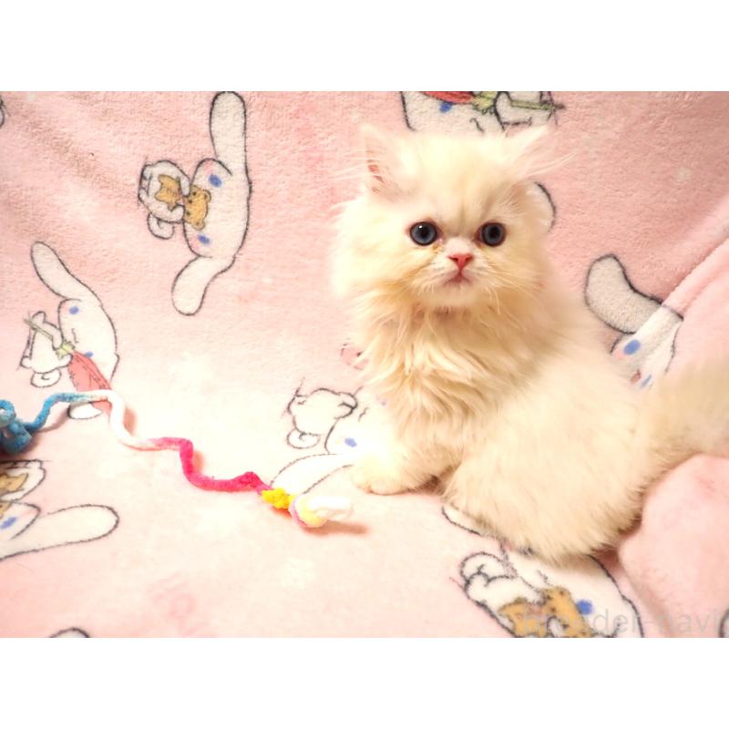 販売中の広島県のミヌエット-131210の6枚目