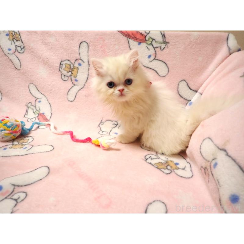 販売中の広島県のミヌエット-131210の5枚目