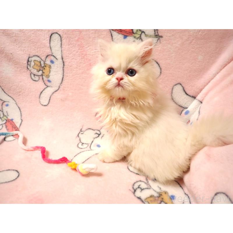 販売中の広島県のミヌエット-131210の4枚目