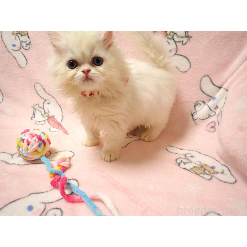 販売中の広島県のミヌエット-131210の3枚目