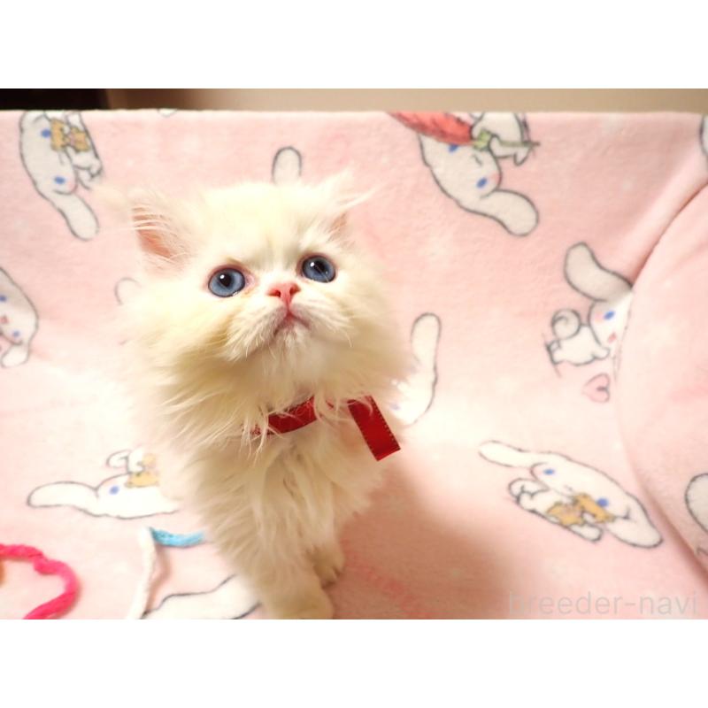 販売中の広島県のミヌエット-131210の2枚目