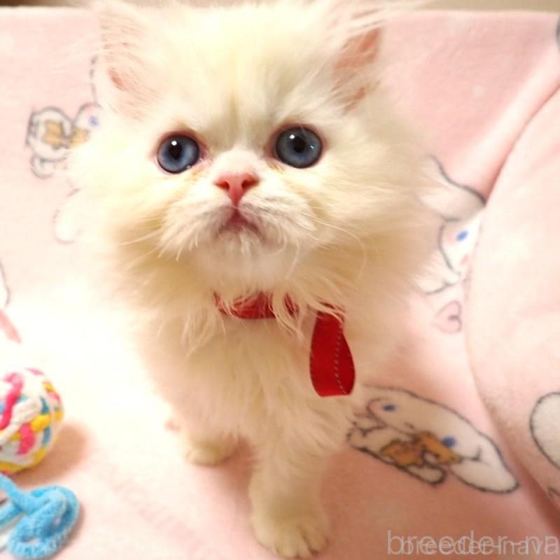 販売中の広島県のミヌエット-131210の1枚目