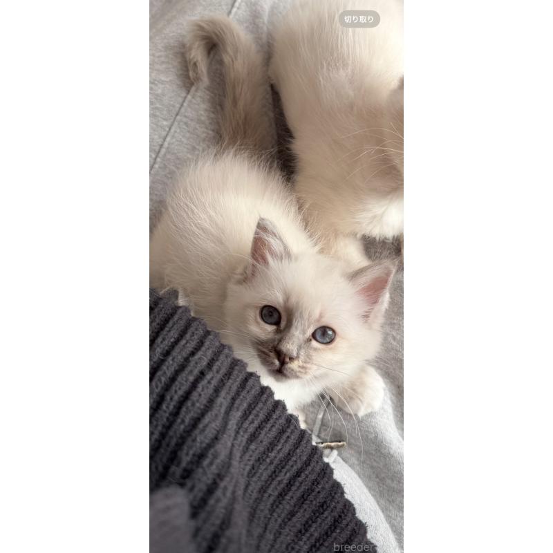 販売中の群馬県のバーマン-129813の7枚目