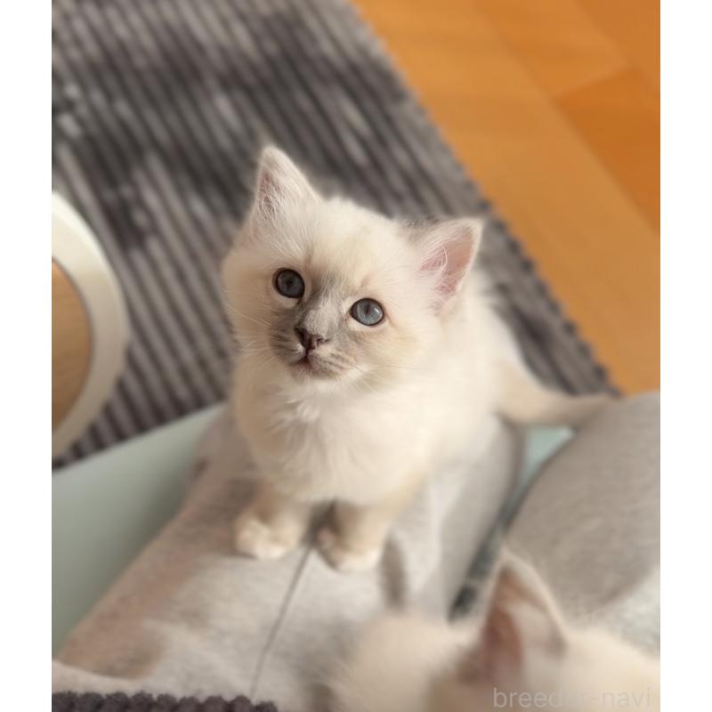 販売中の群馬県のバーマン-129813の4枚目