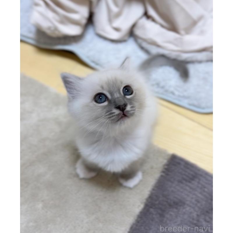 販売中の群馬県のバーマン-129812の6枚目