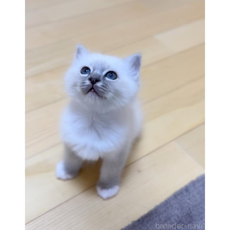 販売中の群馬県のバーマン-129812の5枚目