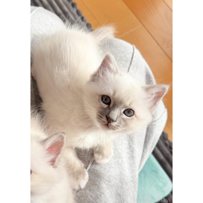 販売中の群馬県のバーマン-129812の4枚目