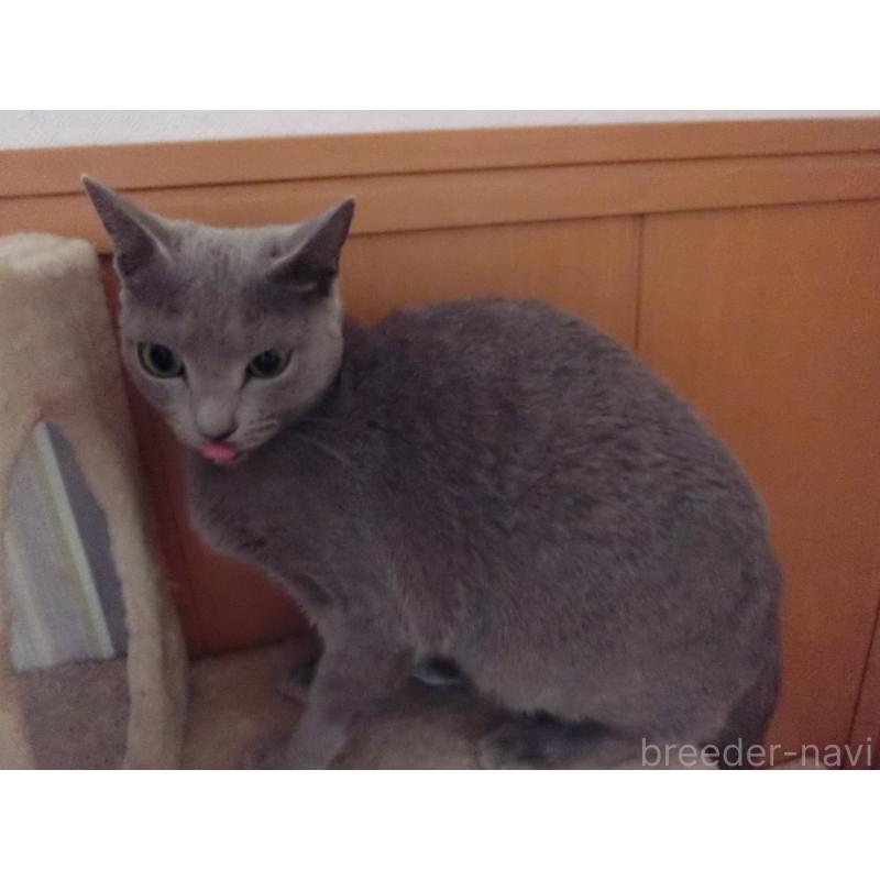 販売中の兵庫県のロシアンブルー-131211の3枚目