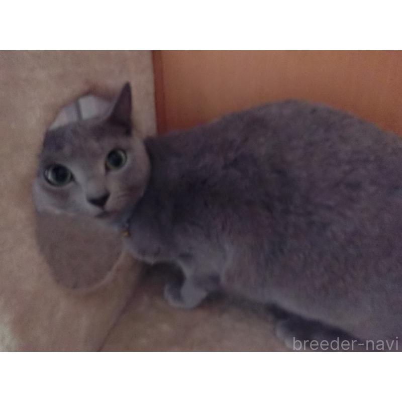 販売中の兵庫県のロシアンブルー-131211の2枚目