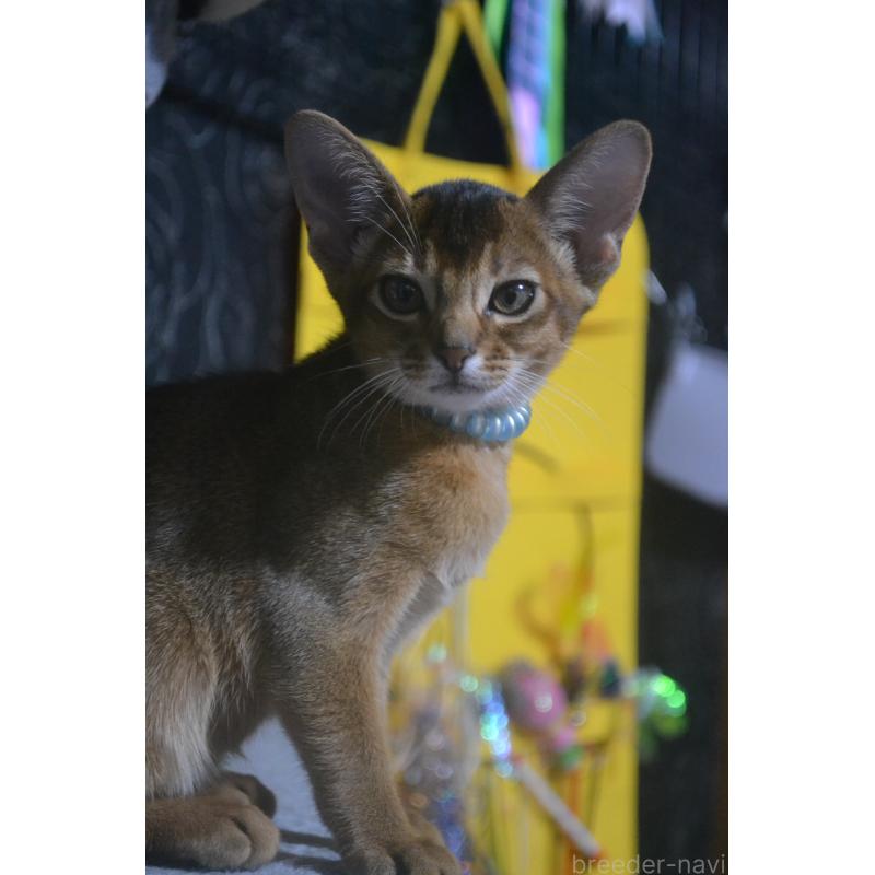 販売中の愛知県のアビシニアン-131212の3枚目