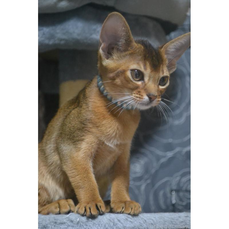 販売中の愛知県のアビシニアン-131212の2枚目