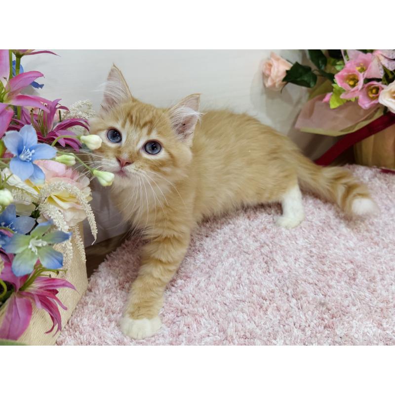 販売中の東京都のラガマフィン-130804の6枚目