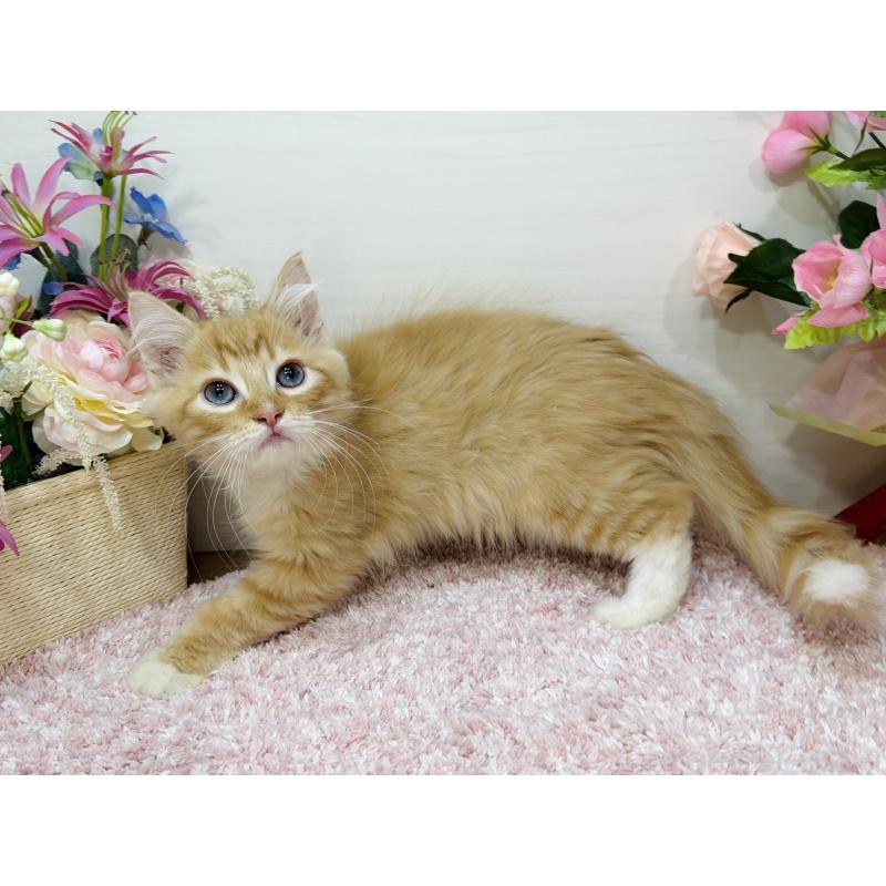 販売中の東京都のラガマフィン-130804の5枚目