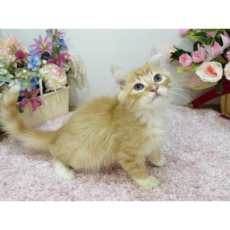 販売中の東京都のラガマフィン-130804の4枚目