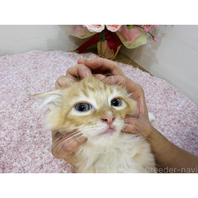 販売中の東京都のラガマフィン-130804の3枚目