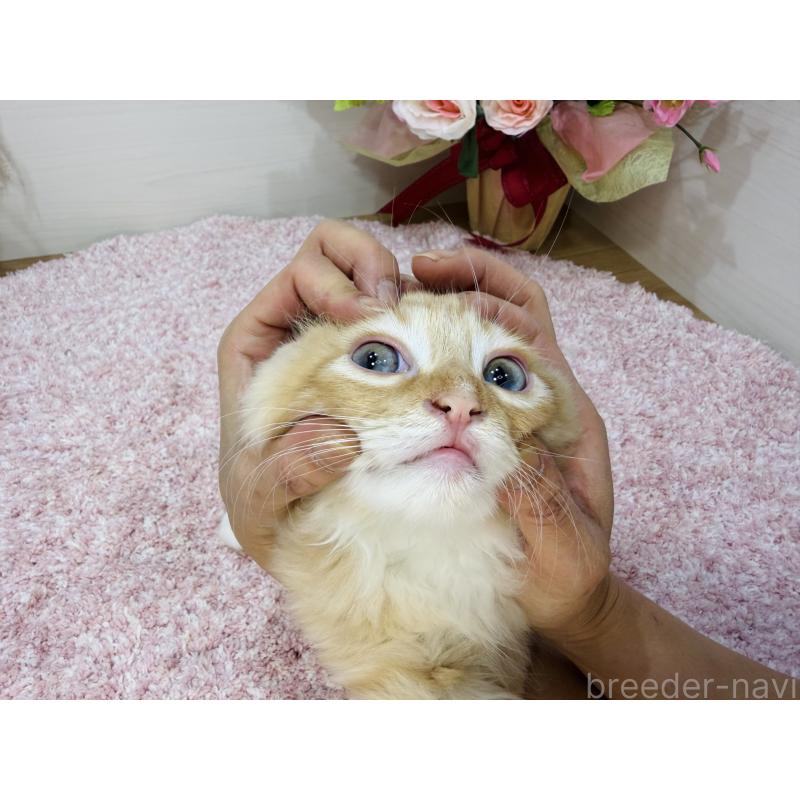 販売中の東京都のラガマフィン-130804の2枚目