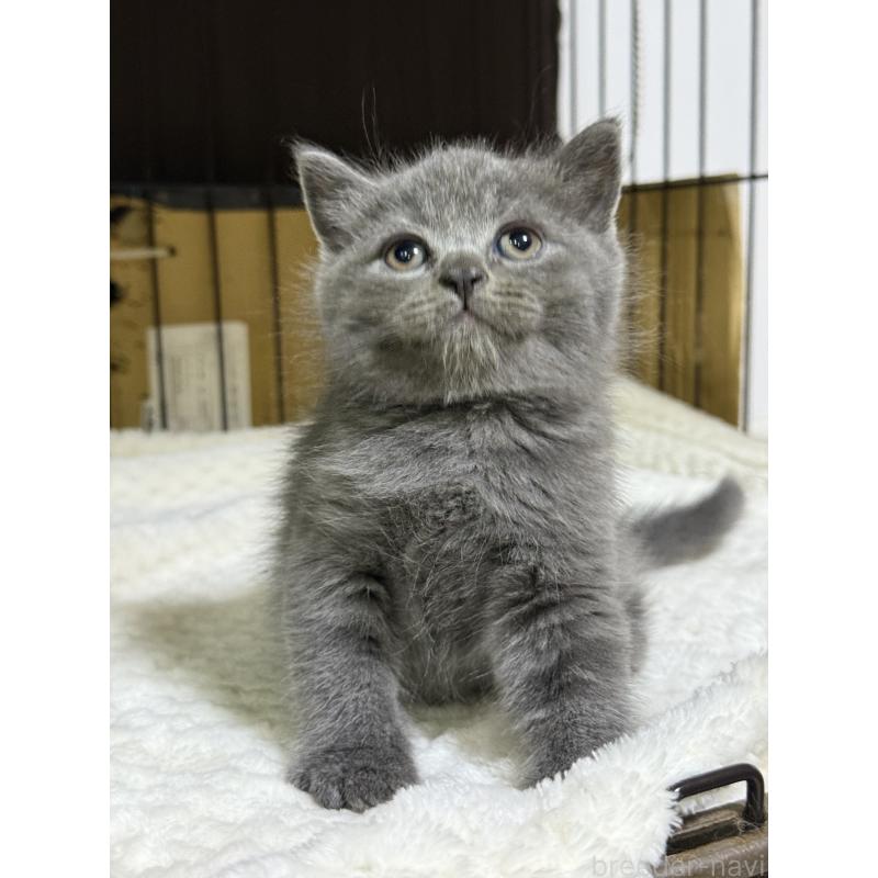 成約済の栃木県のブリティッシュショートヘア-130813の2枚目