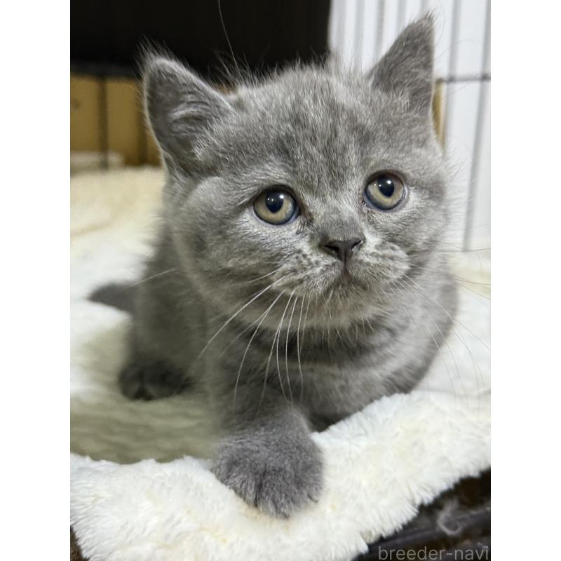 成約済の栃木県のブリティッシュショートヘア-130816の2枚目