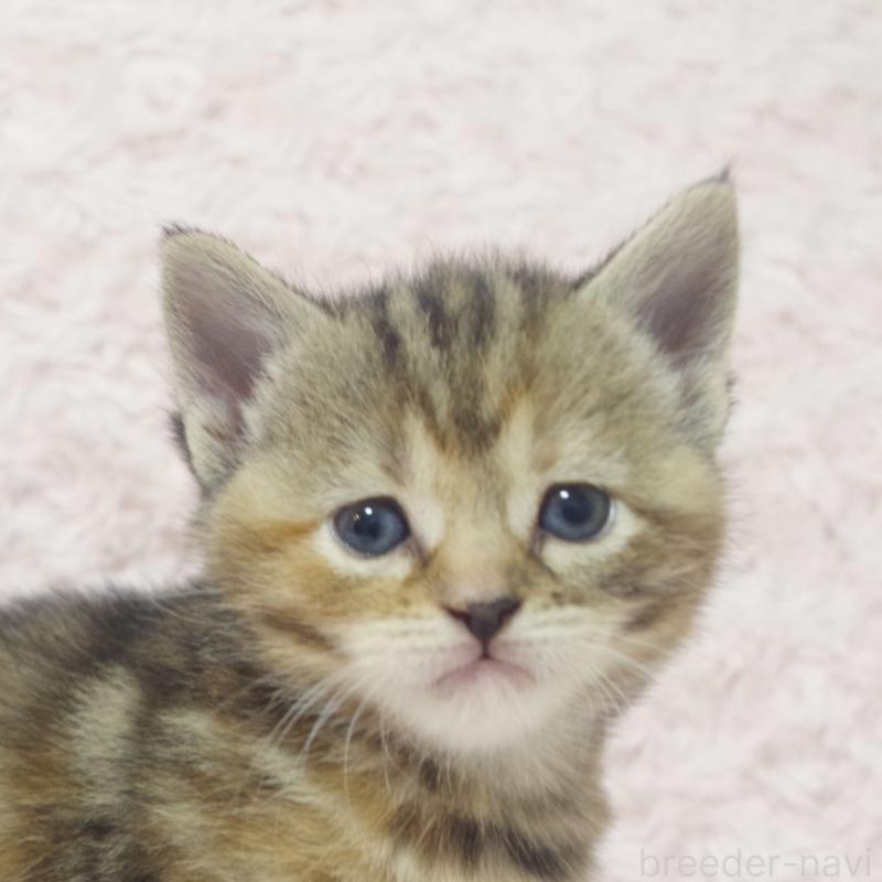 販売中の群馬県のスコティッシュフォールド-131214の8枚目