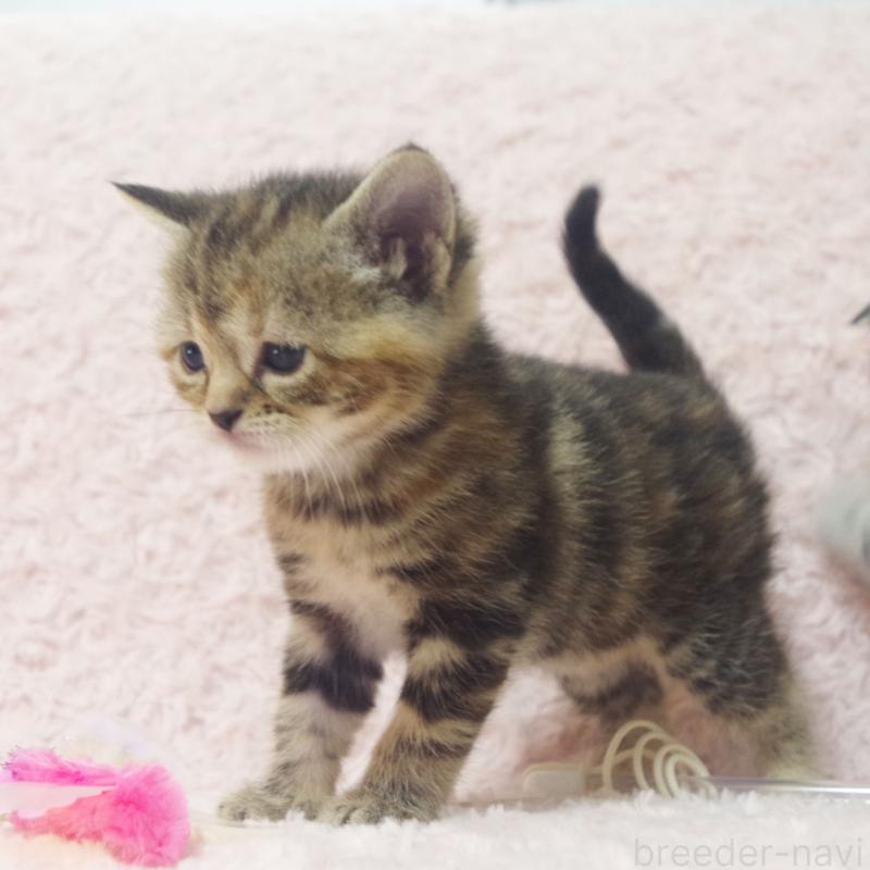 販売中の群馬県のスコティッシュフォールド-131214の7枚目