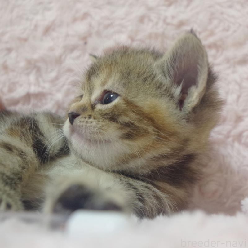 販売中の群馬県のスコティッシュフォールド-131214の4枚目