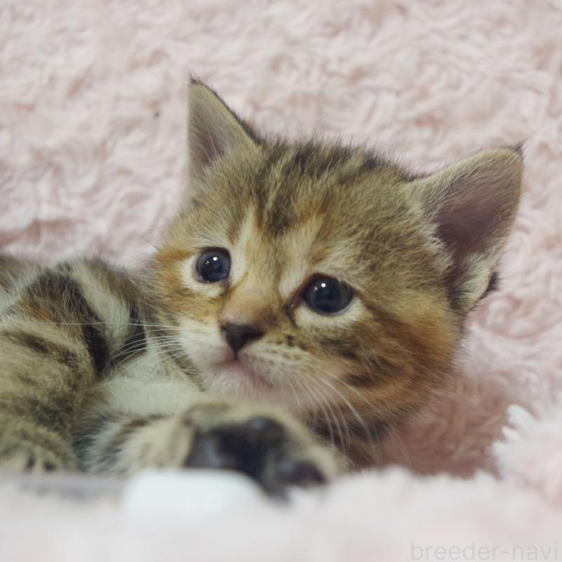 販売中の群馬県のスコティッシュフォールド-131214