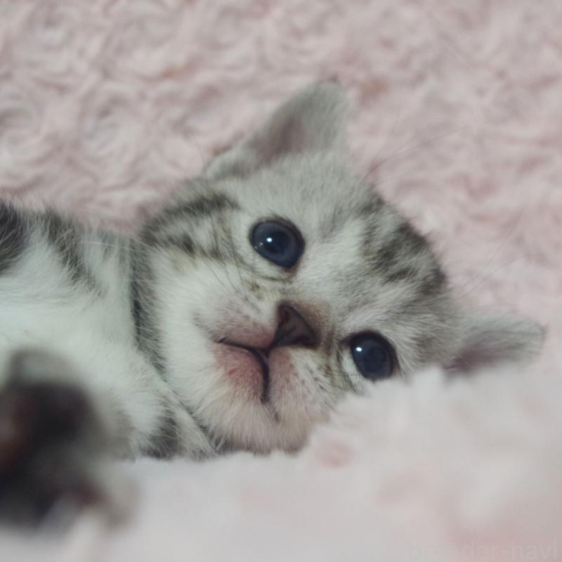 販売中の群馬県のスコティッシュフォールド-131215の9枚目