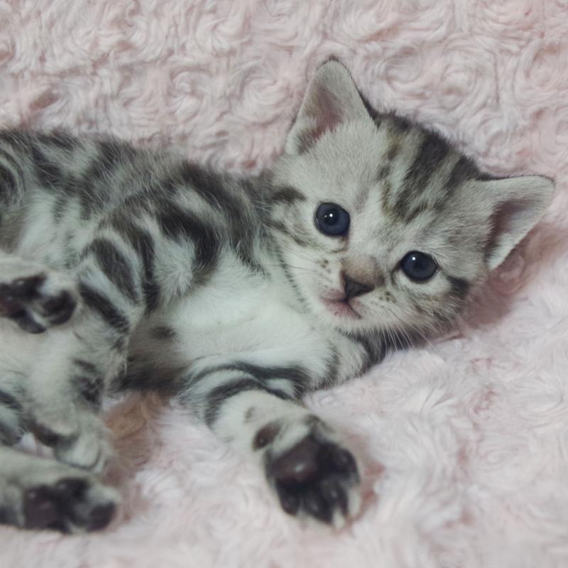 販売中の群馬県のスコティッシュフォールド-131215の8枚目